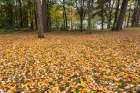 USA, Wisconsin, Chequamegon-Nicolet National Forest. Fallen maple leaves in forest. Art Print